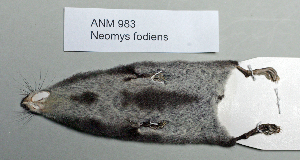  ( - NOMAM-013)  @13 [ ] Unspecified (default): All Rights Reserved  Unspecified Unspecified