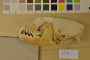  ( - NHMO-DMA-222)  @11 [ ] CreativeCommons - Attribution Non-Commercial Share-Alike (2017) Unspecified University of Oslo, Natural History Museum
