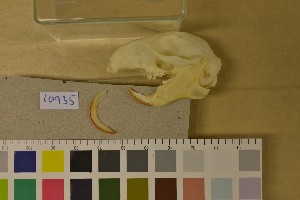  ( - NHMO-DMA-418)  @11 [ ] CreativeCommons - Attribution Non-Commercial Share-Alike (2017) Unspecified University of Oslo, Natural History Museum
