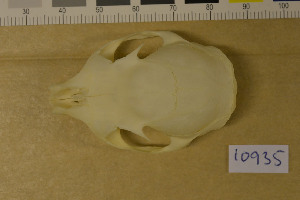 ( - NHMO-DMA-418)  @11 [ ] CreativeCommons - Attribution Non-Commercial Share-Alike (2017) Unspecified University of Oslo, Natural History Museum