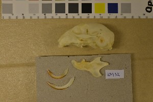  ( - NHMO-DMA-421)  @11 [ ] CreativeCommons - Attribution Non-Commercial Share-Alike (2017) Unspecified University of Oslo, Natural History Museum