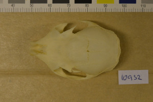  ( - NHMO-DMA-421)  @11 [ ] CreativeCommons - Attribution Non-Commercial Share-Alike (2017) Unspecified University of Oslo, Natural History Museum