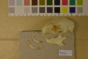  ( - NHMO-DMA-414)  @11 [ ] CreativeCommons - Attribution Non-Commercial Share-Alike (2017) Unspecified University of Oslo, Natural History Museum