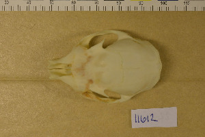  ( - NHMO-DMA-414)  @11 [ ] CreativeCommons - Attribution Non-Commercial Share-Alike (2017) Unspecified University of Oslo, Natural History Museum