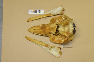  (Lagenorhynchus albirostris - NHMO-DMA-95)  @11 [ ] CreativeCommons - Attribution Non-Commercial Share-Alike (2017) Unspecified University of Oslo, Natural History Museum