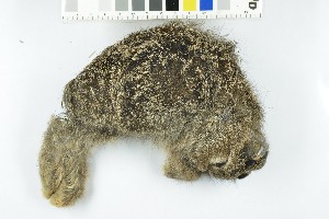  (Lepus timidus - NHMO-DMA-847)  @11 [ ] CreativeCommons - Attribution Non-Commercial Share-Alike (2018) Unspecified University of Oslo, Natural History Museum