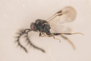  (Dendrocerus ergensis - NOCER-2)  @11 [ ] CC-NC-SA (2020) Arnstein Staverlokk Norwegian Institute of Nature Research