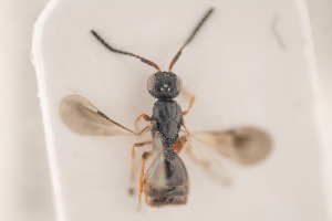  (Conostigmus sp5IM - NOCER-29)  @11 [ ] CC-NC-SA (2020) Arnstein Staverlokk Norwegian Institute of Nature Research