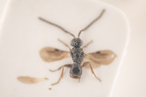  (Conostigmus speculiger - NOCER-65)  @11 [ ] CC-NC-SA (2020) Arnstein Staverlokk Norwegian Institute of Nature Research