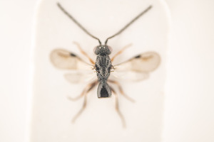  (Conostigmus laticeps - NOCER-66)  @11 [ ] CC-NC-SA (2020) Arnstein Staverlokk Norwegian Institute of Nature Research