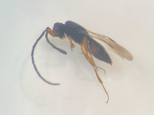  (Conostigmus abdominalis - NOCER-492)  @11 [ ] CC-NC-SA (2022) Arnstein Staverlokk Norwegian Institute of Nature Research