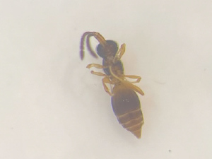  (Conostigmus melanocephalus - NOCER-541)  @11 [ ] CC-NC-SA (2022) Arnstein Staverlokk Norwegian Institute of Nature Research