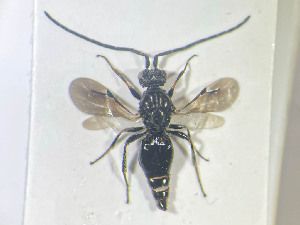  ( - NOCER-671)  @11 [ ] CC-NC-SA (2022) Arnstein Staverlokk Norwegian Institute of Nature Research