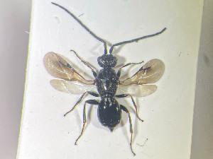  ( - NOCER-672)  @11 [ ] CC-NC-SA (2022) Arnstein Staverlokk Norwegian Institute of Nature Research