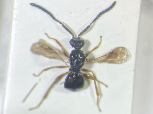  ( - NOCER-675)  @11 [ ] CC-NC-SA (2022) Arnstein Staverlokk Norwegian Institute of Nature Research