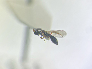  ( - NOCER-758)  @11 [ ] CC-NC-SA (2022) Arnstein Staverlokk Norwegian Institute of Nature Research