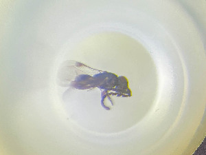  ( - NOCER-763)  @11 [ ] CC-NC-SA (2022) Arnstein Staverlokk Norwegian Institute of Nature Research