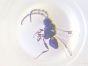  ( - NOCER-816)  @11 [ ] CC-NC-SA (2022) Arnstein Staverlokk Norwegian Institute of Nature Research