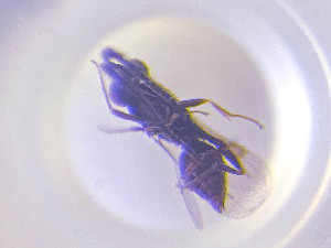  ( - NOCER-817)  @11 [ ] CC-NC-SA (2022) Arnstein Staverlokk Norwegian Institute of Nature Research
