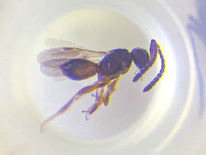  ( - NOCER-818)  @11 [ ] CC-NC-SA (2022) Arnstein Staverlokk Norwegian Institute of Nature Research