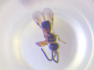  ( - NOCER-819)  @11 [ ] CC-NC-SA (2022) Arnstein Staverlokk Norwegian Institute of Nature Research