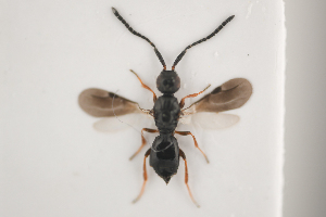  (Conostigmus formiceti - NOCER-281)  @11 [ ] CC-NC-SA (2021) Arnstein Staverlokk Norwegian Institute of Nature Research