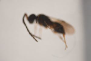  (Conostigmus rugiceps - NOCER-363)  @11 [ ] CC-NC-SA (2021) Arnstein Staverlokk Norwegian Institute of Nature Research