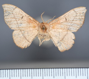 ( - AMNH_IZ_00171345)  @11 [ ] Unspecified (default): All Rights Reserved  Unspecified Unspecified