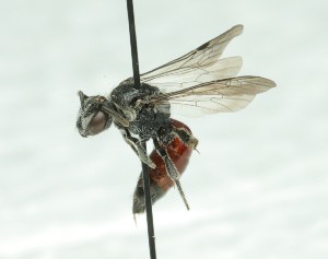  ( - CCDB-49423_A08)  @11 [ ] by  Cory Sheffield Royal Saskatchewan Museum