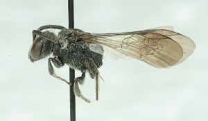  ( - CCDB-49423_A07)  @11 [ ] by  Cory Sheffield Royal Saskatchewan Museum