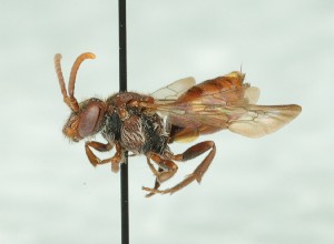  ( - CCDB-49423_C01)  @11 [ ] by  Cory Sheffield Royal Saskatchewan Museum
