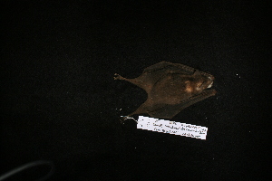  (Leptonycteris - CIBNOR 9276)  @13 [ ] Copyright  P. Cortes-Calva Unspecified