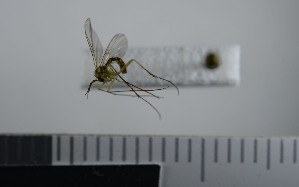  ( - NHMO10069703)  @12 [ ] No Rights Reserved (2013) Unspecified University of Oslo, Natural History Museum