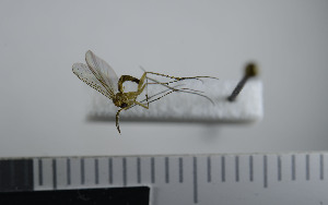  ( - NHMO10069704)  @12 [ ] No Rights Reserved (2013) Unspecified University of Oslo, Natural History Museum