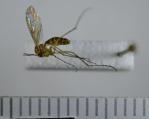  ( - NHMO10069712)  @13 [ ] No Rights Reserved (2013) Unspecified University of Oslo, Natural History Museum