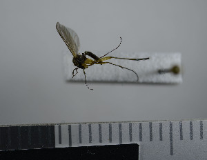  ( - NHMO10069718)  @12 [ ] No Rights Reserved (2013) Unspecified University of Oslo, Natural History Museum