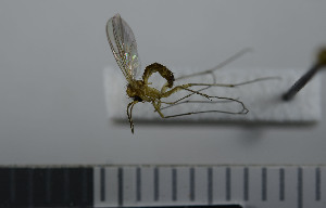  ( - NHMO10069730)  @12 [ ] No Rights Reserved (2013) Unspecified University of Oslo, Natural History Museum