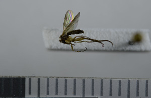  ( - NHMO10069731)  @12 [ ] No Rights Reserved (2013) Unspecified University of Oslo, Natural History Museum