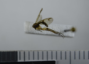  ( - NHMO10069759)  @12 [ ] No Rights Reserved (2013) Unspecified University of Oslo, Natural History Museum