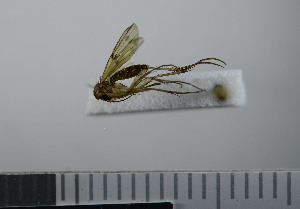  ( - NHMO10069761)  @11 [ ] No Rights Reserved (2013) Unspecified University of Oslo, Natural History Museum