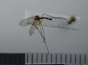  ( - NHMO10069781)  @12 [ ] No Rights Reserved (2013) Unspecified University of Oslo, Natural History Museum