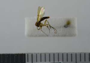  ( - NHMO10069802)  @12 [ ] No Rights Reserved (2013) Unspecified University of Oslo, Natural History Museum