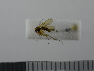  ( - NHMO10069803)  @13 [ ] No Rights Reserved (2013) Unspecified University of Oslo, Natural History Museum