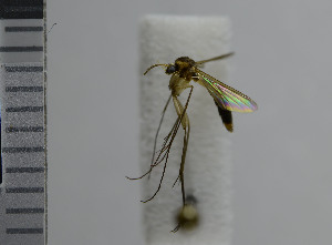  ( - NHMO10069812)  @12 [ ] No Rights Reserved (2013) Unspecified University of Oslo, Natural History Museum