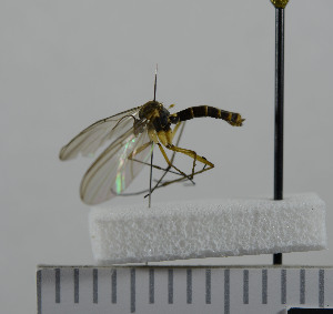  ( - NHMO10069820)  @12 [ ] No Rights Reserved (2013) Unspecified University of Oslo, Natural History Museum