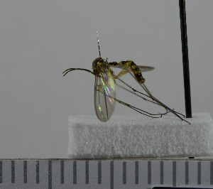  ( - NHMO10069822)  @11 [ ] No Rights Reserved (2013) Unspecified University of Oslo, Natural History Museum