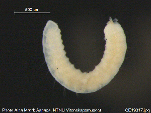  (Nais elinguis - CE19317)  @12 [ ] CreativeCommons - Attribution Non-Commercial Share-Alike (2015) NTNU University Museum, Department of Natural History NTNU University Museum, Department of Natural History