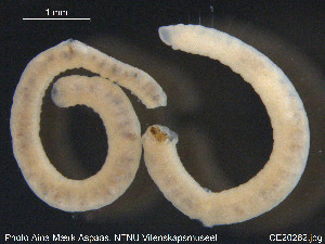  (Rhyacodrilus coccineus CEA - CE20262)  @12 [ ] CreativeCommons - Attribution Non-Commercial Share-Alike (2015) NTNU University Museum, Department of Natural History NTNU University Museum, Department of Natural History