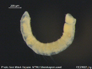  ( - CE23026)  @12 [ ] CreativeCommons - Attribution Non-Commercial Share-Alike (2015) NTNU University Museum, Department of Natural History NTNU University Museum, Department of Natural History