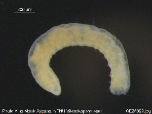  (Nais alpina - CE23029)  @12 [ ] CreativeCommons - Attribution Non-Commercial Share-Alike (2015) NTNU University Museum, Department of Natural History NTNU University Museum, Department of Natural History